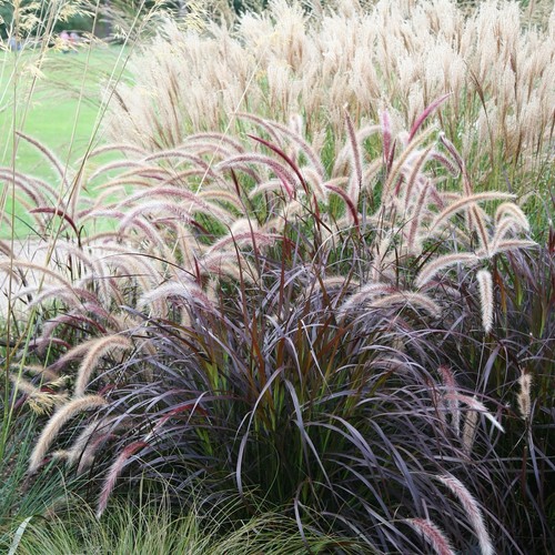 Pennisetum rubrum bold - -,
