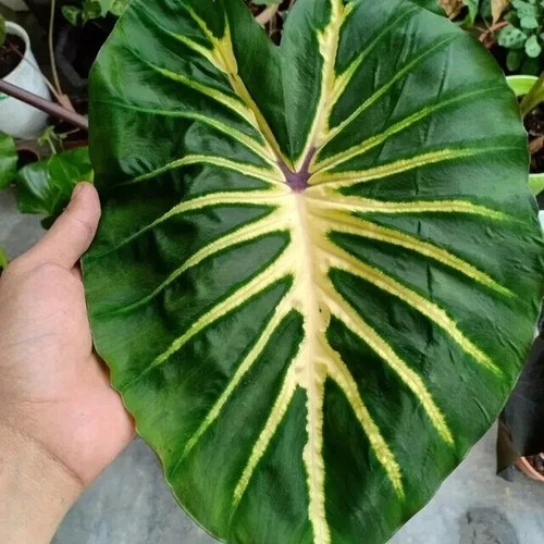 Colocasia white lava - white,