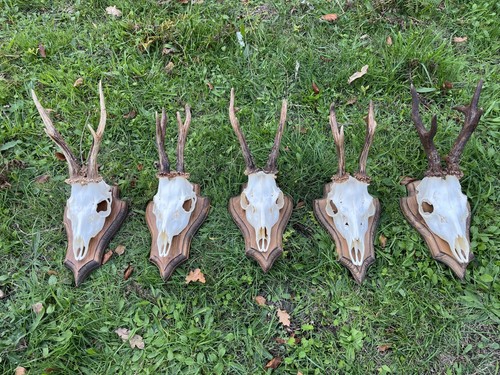 Nice roe deer buck - 5x, deer/buck