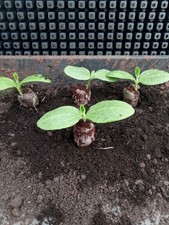 4 x COURGETTE PLANTS - Black