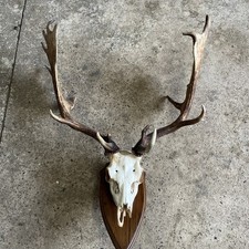 FALLOW Deer Taxidermy SKULL AND ANTLERS (large)
