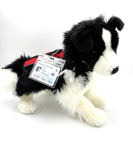 Douglas chase border collie - border,