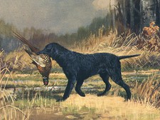 CURLY COATED RETRIEVER