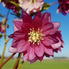 Hellebore Double Red Plug