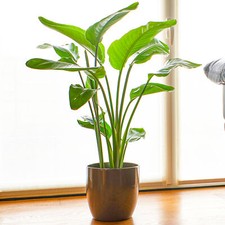 Strelitzia nicolai | 35-45cm Potted White Bird of Paradise | Indoor Plant Gift