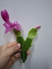 Schlumbergera BUCKLEY. True