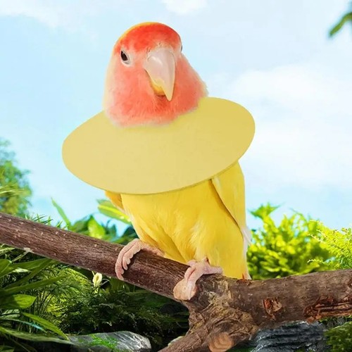 Bird cone collar for plucking - collar,