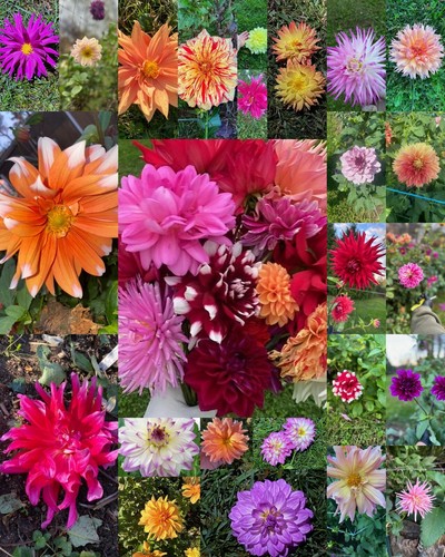 Beautiful dahlia flower - 25,