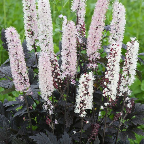 Actaea chocoholic baneberry - chocoholic,