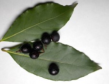 6x Dried BAY LEAF Sweet Laurel Natural TREE SEEDS Evergreen LAURUS NOBILIS 2025