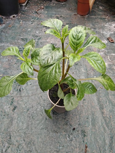 Impatiens niamniamensis parrot - niamniamensis,