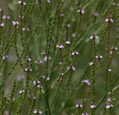 Vervain - (verbena, officinalis)