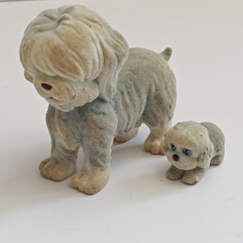 Meg puppies pocket - in, my