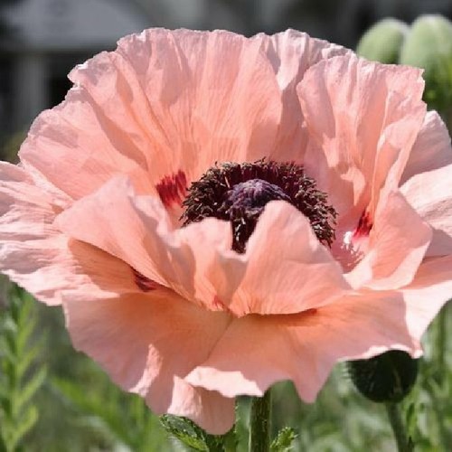 Oriental poppy seeds - seeds,