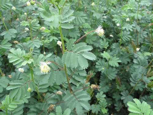 Desmanthus virgatus wild - desmanthus,