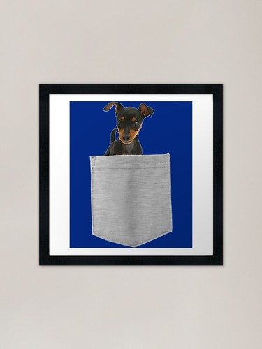 Miniature pinscher dog your - miniature, in