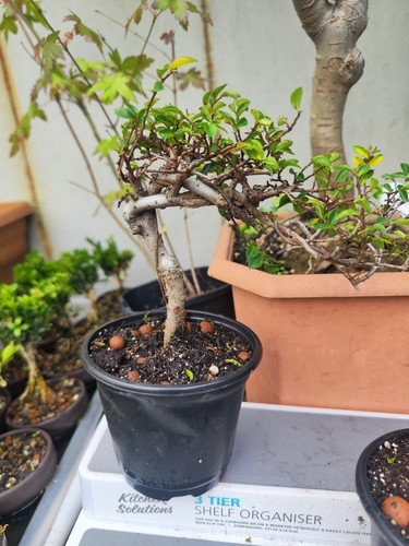 Chinese elm - elm,