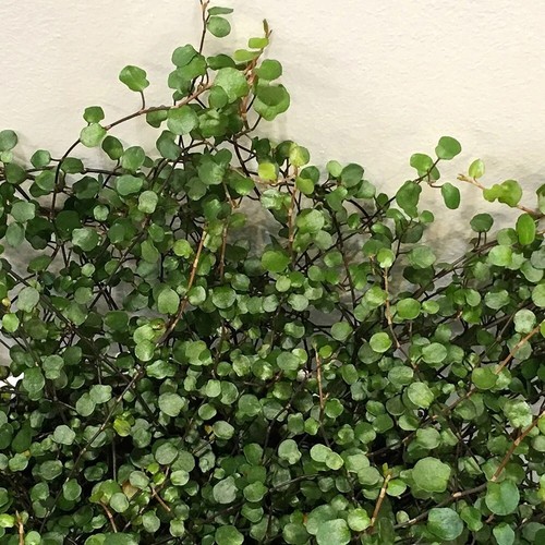 Muehlenbeckia complexa - muehlenbeckia,