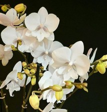 Phalaenopsis "White Snow" Big