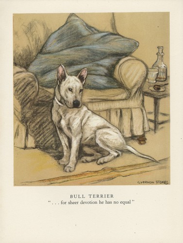 Bull terrier vintage 1947 dog - terrier,