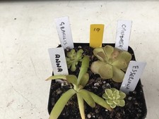Pinguicula Collection. #19
