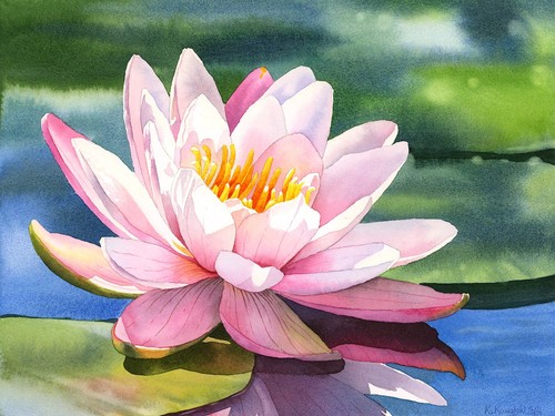 Water lily seeds pack - lily,