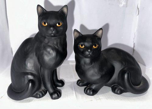 Rare black harvey knox cats - knox, cats.