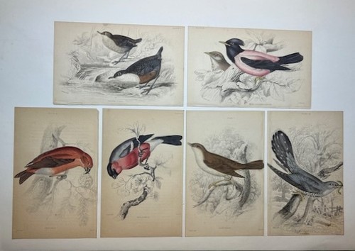 Set hand colored engraved - set,