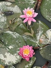 3 WATER LILY ROOTS  in 3