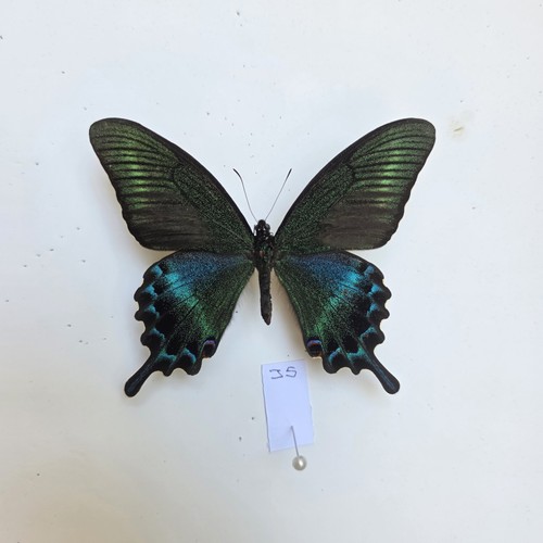 Papilio maackii set specimen - papilio,