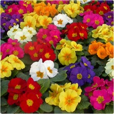 Primrose, Primula Acaulis