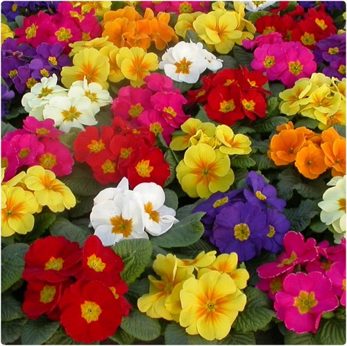 Primrose primula acaulis - primrose,,
