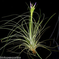 Tillandsia Juncea Live air plant grass bioactive natural house plant vivarium
