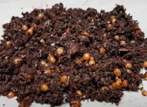 Eisenia composting worm - eisenia,