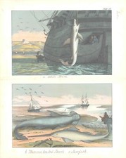 c1840 Antique Print SHARKS WHITE HAMMER HEADED SAW FISH (CNH57)