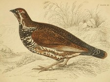 Original hand coloured antique