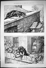 Old 1882 Pigeon Fancier Cat House Rodog Stealing Chicken Garden Wall Victorian