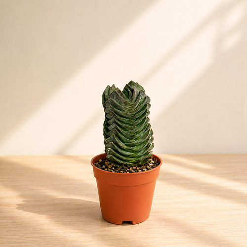 Crassula buddha temple - buddha's,