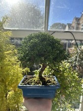 Chinese Juniper Bonsai Tree