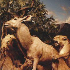 INTERPOL - Our Love To Admire