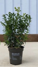 3 x Buxus Sempervirens Hedging