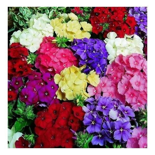 Phlox delight mix seeds - 15,