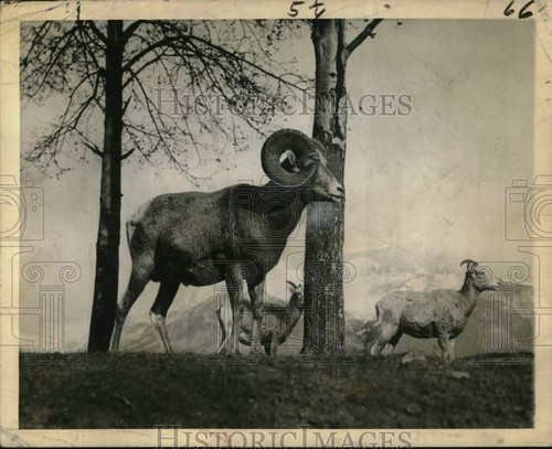 1958 press photo bighorn sheep - 1958,