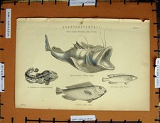 Original Old Antique Print C1800-1870 Surinam Toad Fish Wrasse Angler Scarus