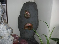 large ammonite twin fossil