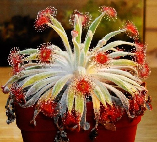 Pre sale drosera falconeri - pre-sale,