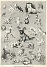 SKYE TERRIER YORKSHIRE