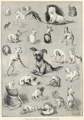 Skye terrier yorkshire - skye,