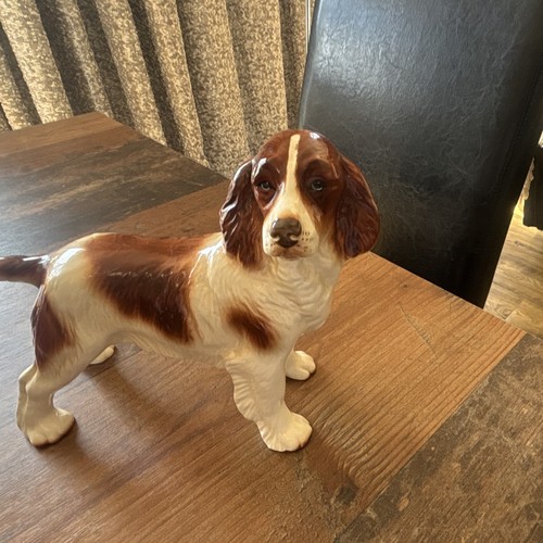Brown white spaniel - &,