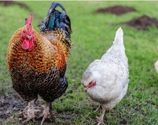 12 x FERTILE CHICKEN eggs4saleFREE✅RANGE LOVELY Pot Luck Mixed breeds2b